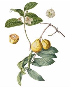 Prunus africana Pygeum